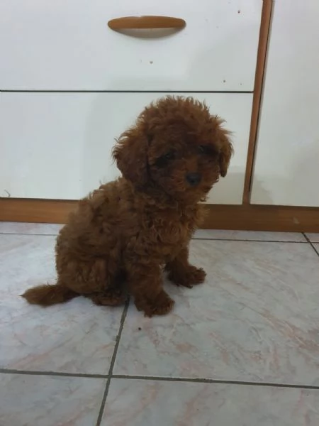 cuccioli di barboncino Toy  | Foto 2