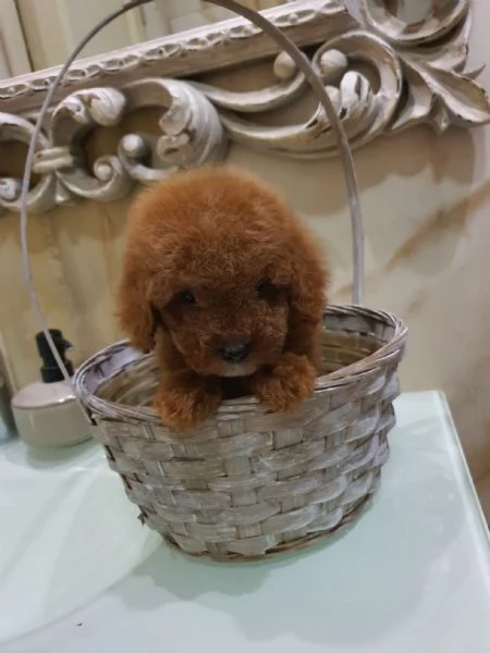 cuccioli di barboncino Toy 