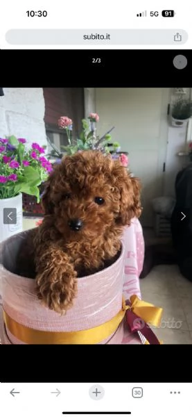 cuccioli di barboncino Toy  | Foto 0