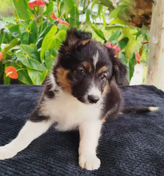 regalo Border Collie maschio e femmina | Foto 2