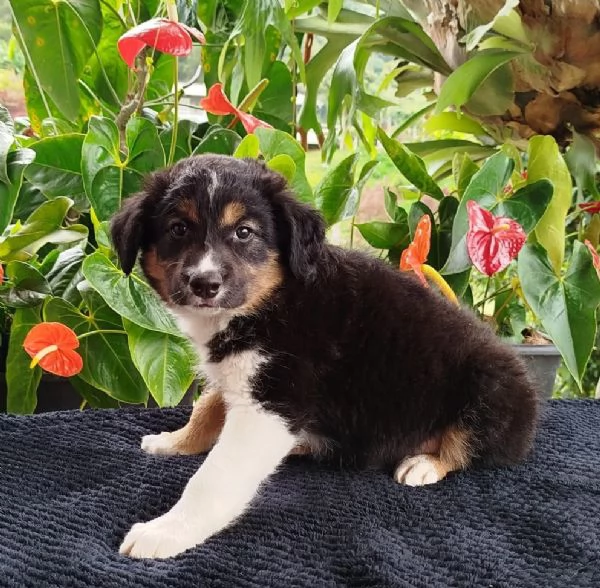 regalo Border Collie maschio e femmina | Foto 1