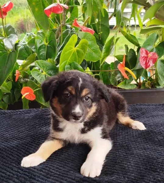 regalo Border Collie maschio e femmina | Foto 0
