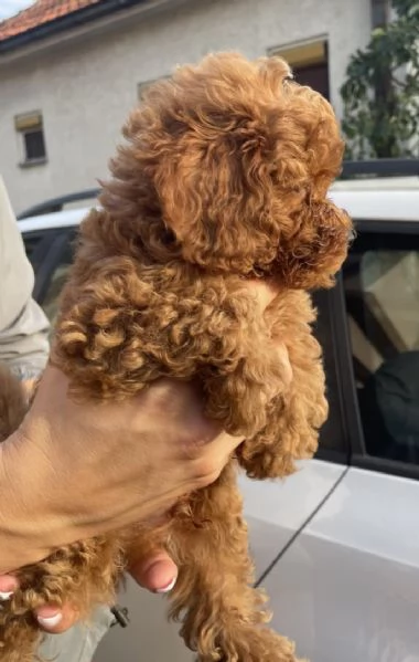 Cuccioli di barboncino nano | Foto 6