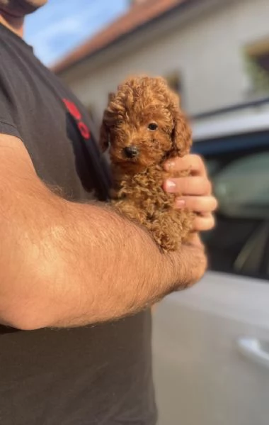 Cuccioli di barboncino nano | Foto 5