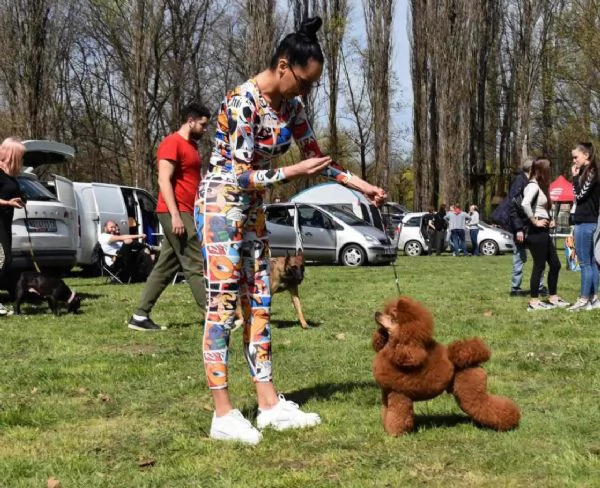 Cuccioli di barboncino nano | Foto 3