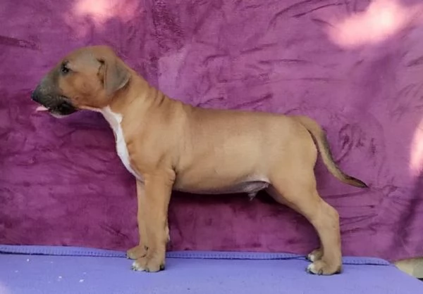 Standard Bull Terrier bellissimi cuccioli | Foto 6