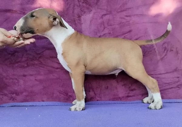 Standard Bull Terrier bellissimi cuccioli | Foto 5