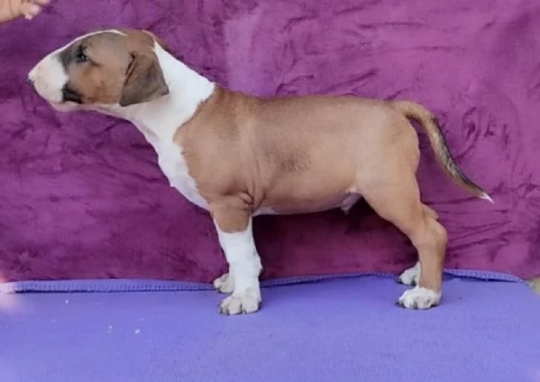 Standard Bull Terrier bellissimi cuccioli | Foto 4