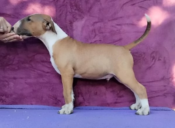 Standard Bull Terrier bellissimi cuccioli