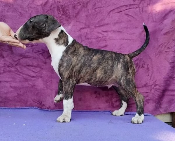 Standard Bull Terrier bellissimi cuccioli | Foto 3