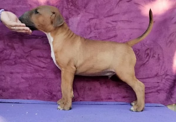 Standard Bull Terrier bellissimi cuccioli | Foto 1