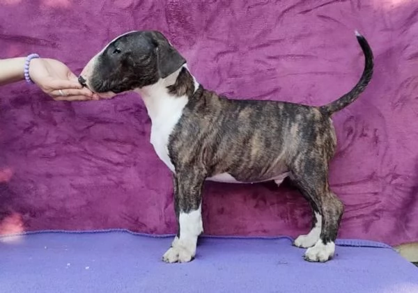 Standard Bull Terrier bellissimi cuccioli | Foto 0