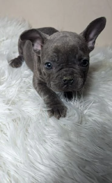 Bulldog francese maschi e femmine | Foto 2