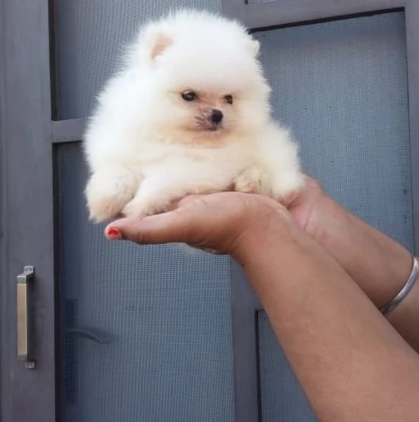 Bellissimo cucciolo Pomeranian di lusso | Foto 2