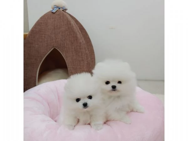 Bellissimo cucciolo Pomeranian di lusso | Foto 1