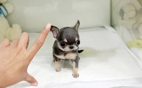 Cuccioli di Mala e Chihuahua femmina