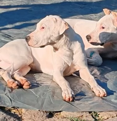 Cuccioli di Dogo Argentino | Foto 6