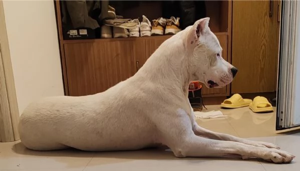 Cuccioli di Dogo Argentino | Foto 5