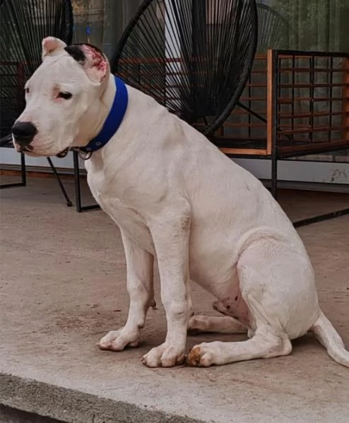 Cuccioli di Dogo Argentino | Foto 4