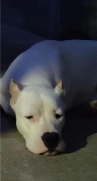 Cuccioli di Dogo Argentino | Foto 3