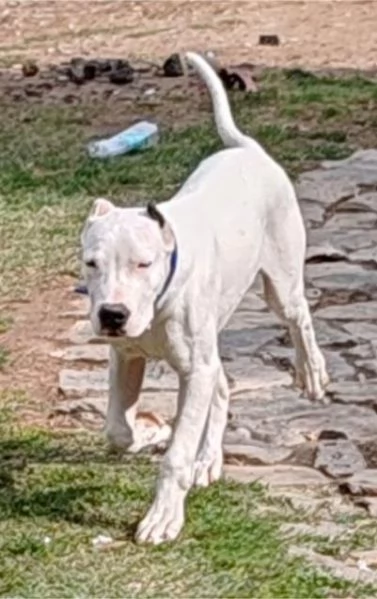 Cuccioli di Dogo Argentino | Foto 2