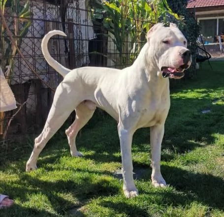 Cuccioli di Dogo Argentino | Foto 1