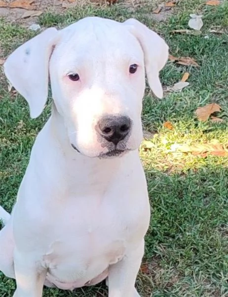 Cuccioli di Dogo Argentino | Foto 0