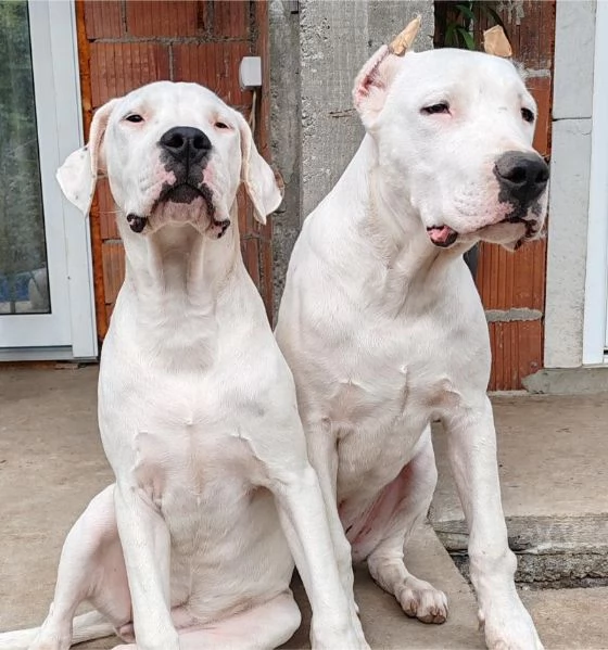 Cuccioli di Dogo Argentino