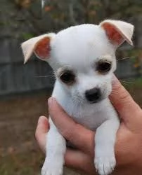 Simpatici mini cuccioli Chihuahua