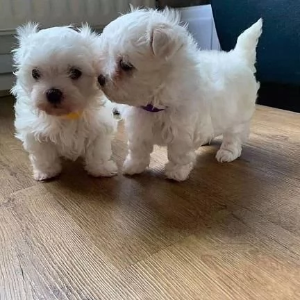 Fantastici cuccioli di maltese Teacup