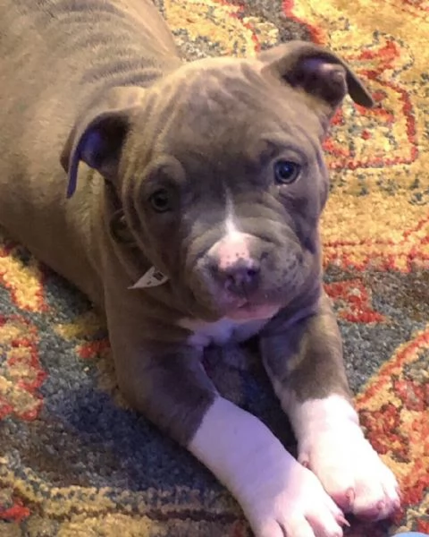 Cucciolo di pitbull in adozione | Foto 2
