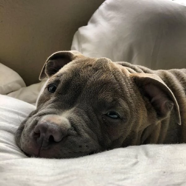 Cucciolo di pitbull in adozione | Foto 0