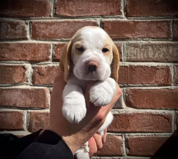 CUCCIOLI DI BEAGLE | Foto 0