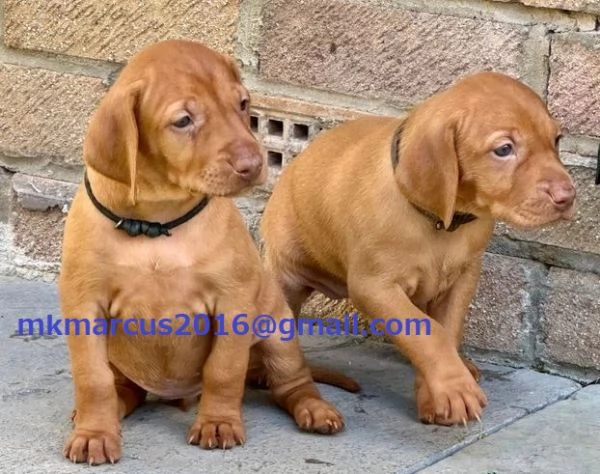Cuccioli di Vizsla ungherese KC sbalorditivi