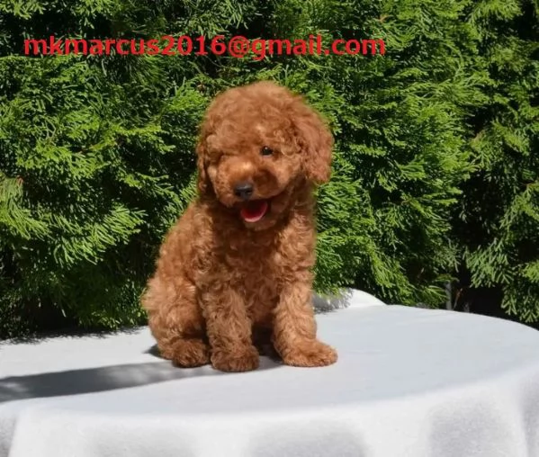 Cuccioli di barboncino toy di 12 settimane, color albicocca