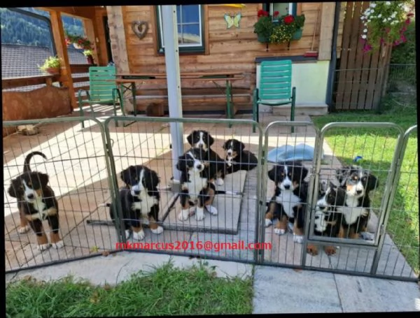 Cuccioli di Bovaro Bernese | Foto 0