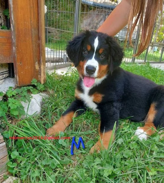Cuccioli di Bovaro Bernese