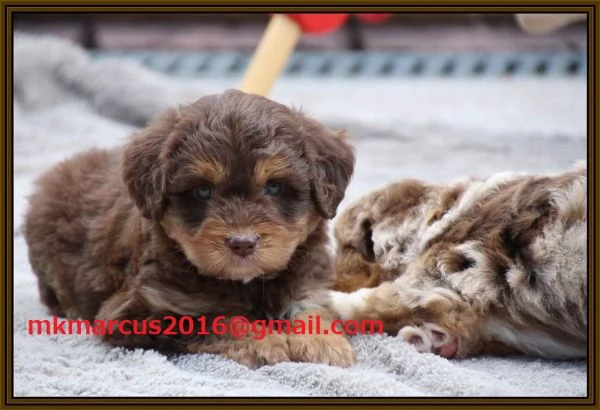 Aussiedoodle da sogno (