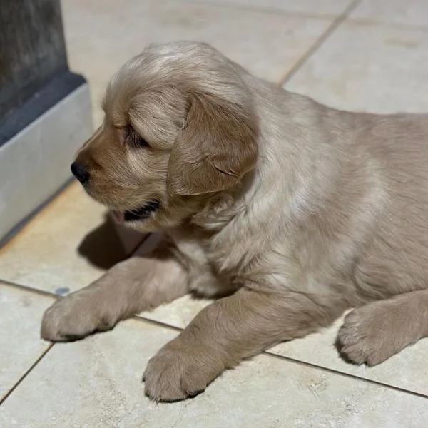 Cuccioli di Golden Retriever per la casa