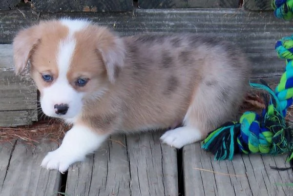 Cuccioli di Corgi Puri allevati in casa
