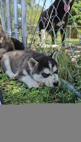 Siberian husky cuccioli
