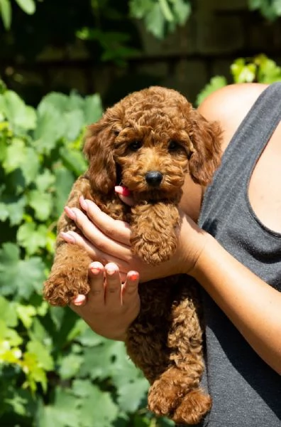 Cuccioli di barboncino nano | Foto 6