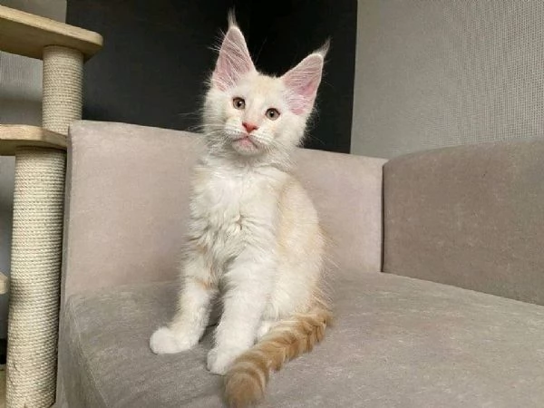 Adorable Maincoon cats for free adoption 