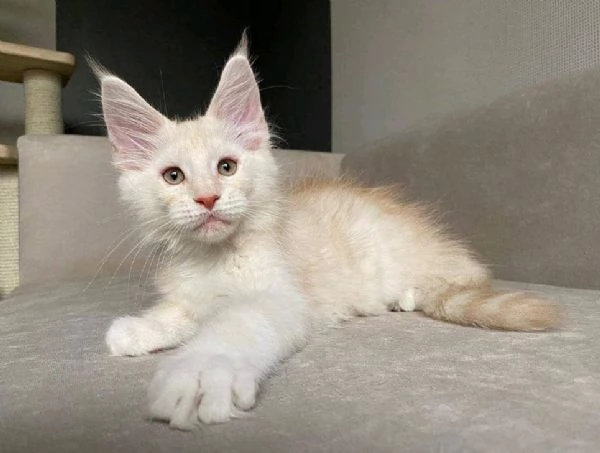 Adorable Maincoon cats for free adoption  | Foto 1