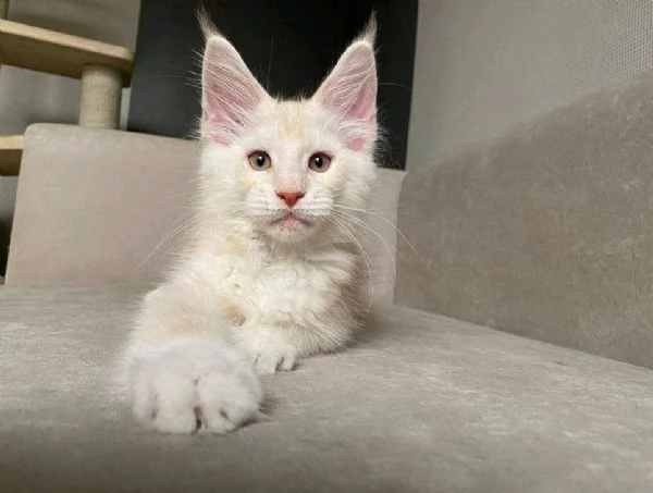 Adorable Maincoon cats for free adoption  | Foto 0
