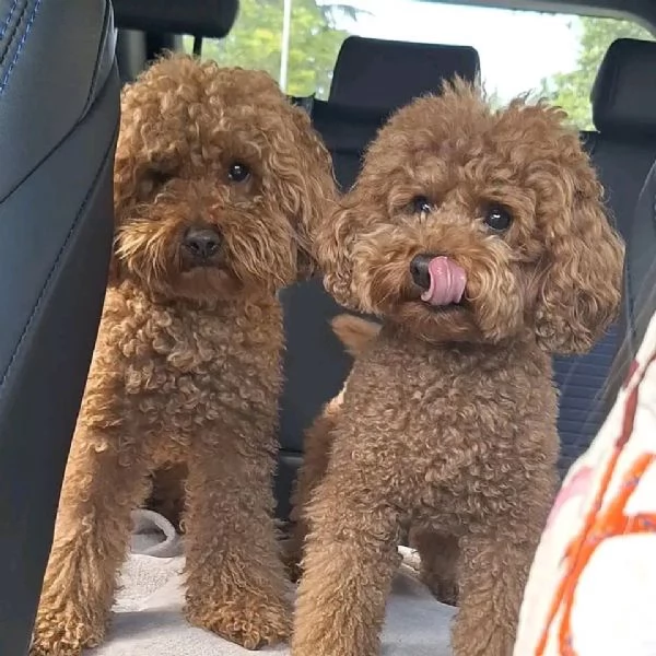 Toy poodle puppies for free adoption  | Foto 1