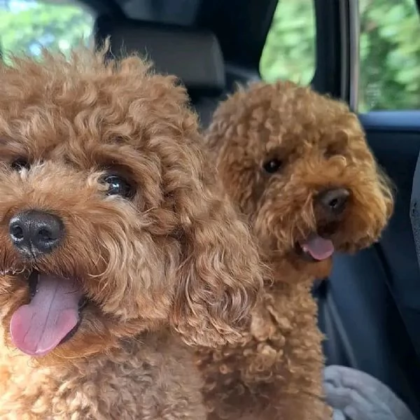 Toy poodle puppies for free adoption  | Foto 0