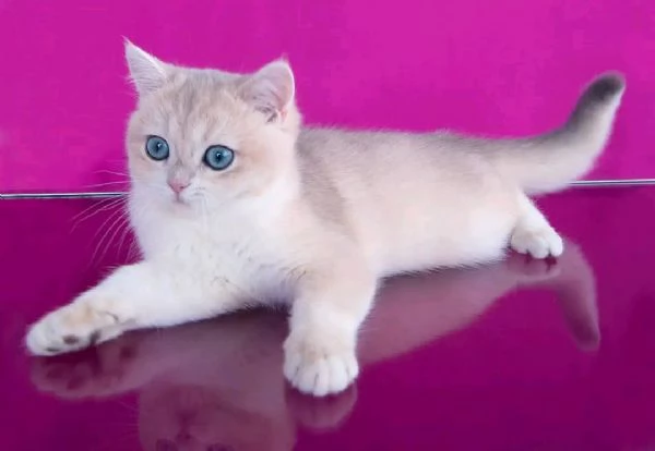 Gattino carino British Shorthair | Foto 1