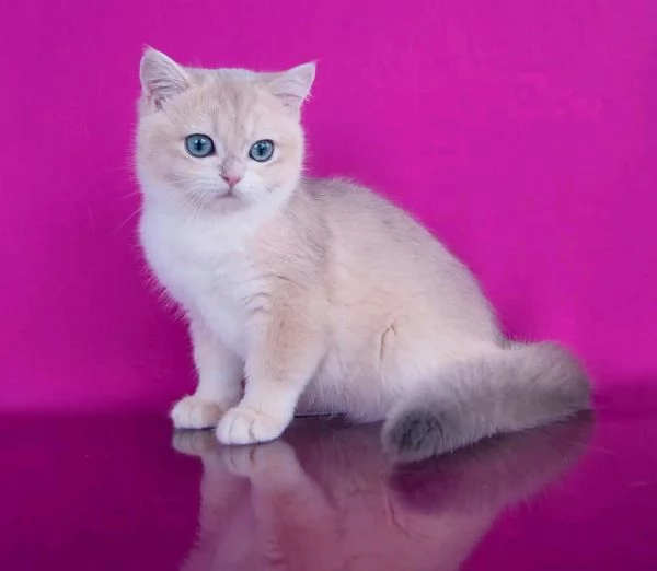 Gattino carino British Shorthair | Foto 0