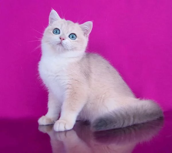Gattino carino British Shorthair
